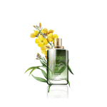 گل آپارتمانی فیکوس الاستیکا بلک - تصویر 4